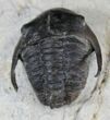 Exquisitely Preserved Kingaspidoides Trilobite #23484-3